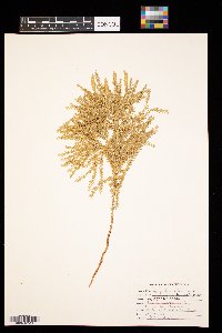 Dendrolycopodium obscurum image