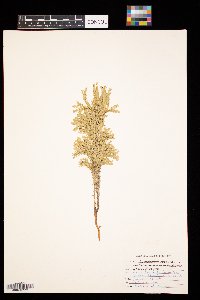 Dendrolycopodium obscurum image