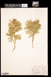 Dendrolycopodium obscurum image