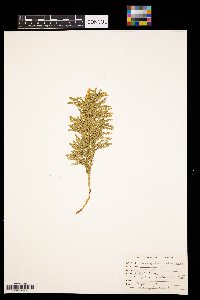 Dendrolycopodium obscurum image