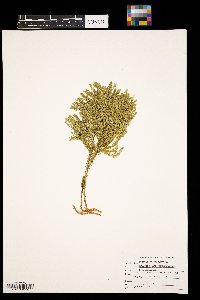 Dendrolycopodium obscurum image