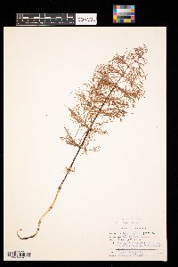 Equisetum arvense image