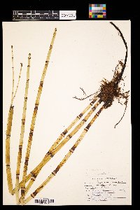 Equisetum arvense image