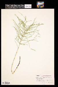 Equisetum hyemale image