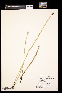 Equisetum hyemale image