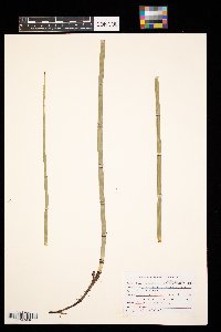 Equisetum hyemale image