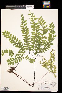 Adiantum pedatum image