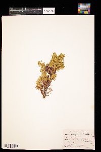 Juniperus communis image