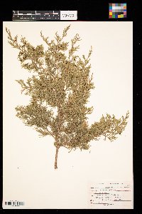 Juniperus virginiana image