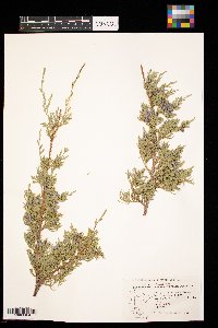 Juniperus virginiana image