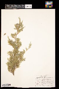 Juniperus virginiana image