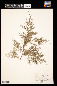 Juniperus virginiana image