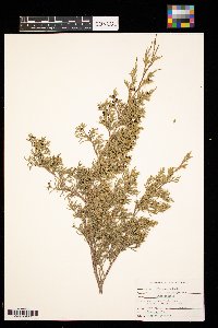 Juniperus virginiana image