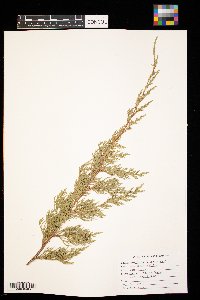 Juniperus virginiana image