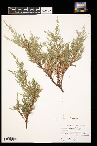 Juniperus virginiana image