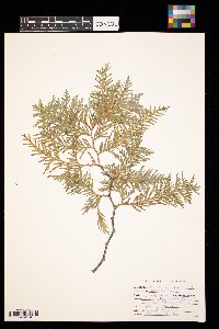 Thuja occidentalis image