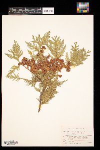 Thuja occidentalis image