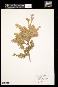 Thuja occidentalis image