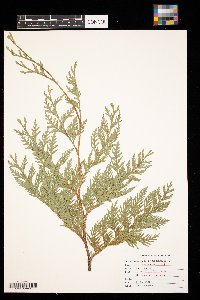 Thuja occidentalis image