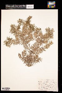 Abies balsamea image