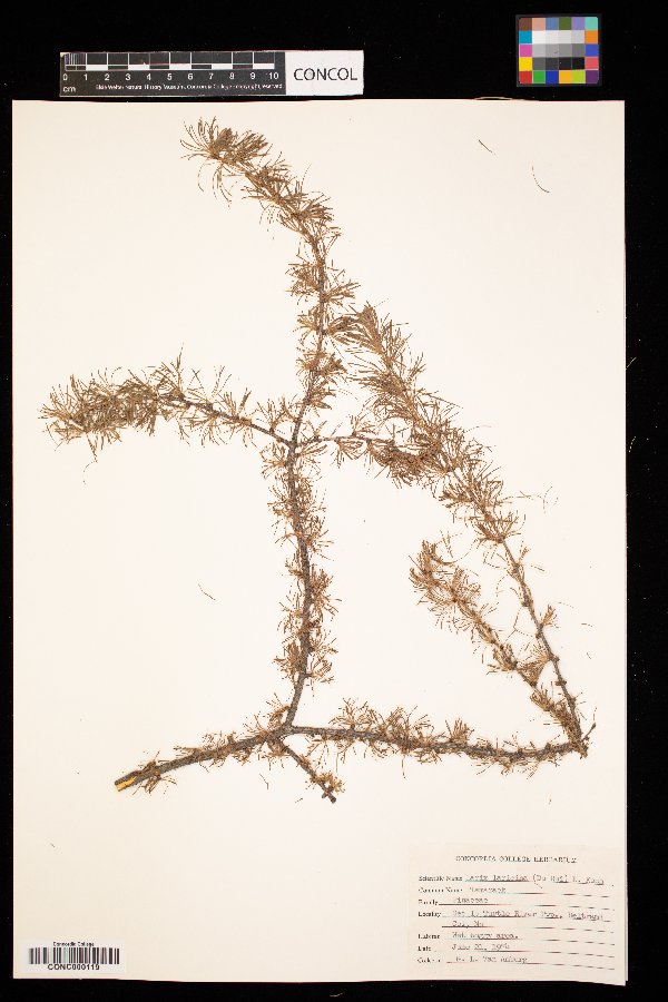 Larix laricina image