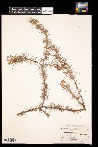 Larix laricina image