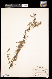 Larix laricina image