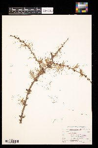 Larix laricina image