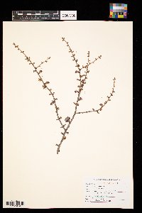 Larix laricina image