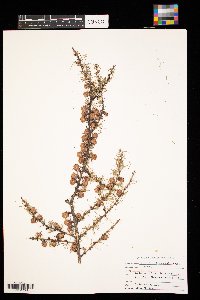 Larix laricina image