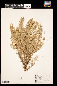 Picea glauca image