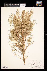 Picea glauca image