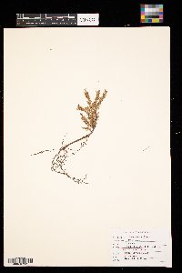 Picea glauca image