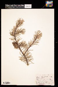 Pinus banksiana image