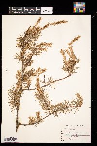 Pinus banksiana image