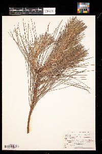 Pinus elliottii image