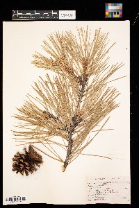 Pinus ponderosa image