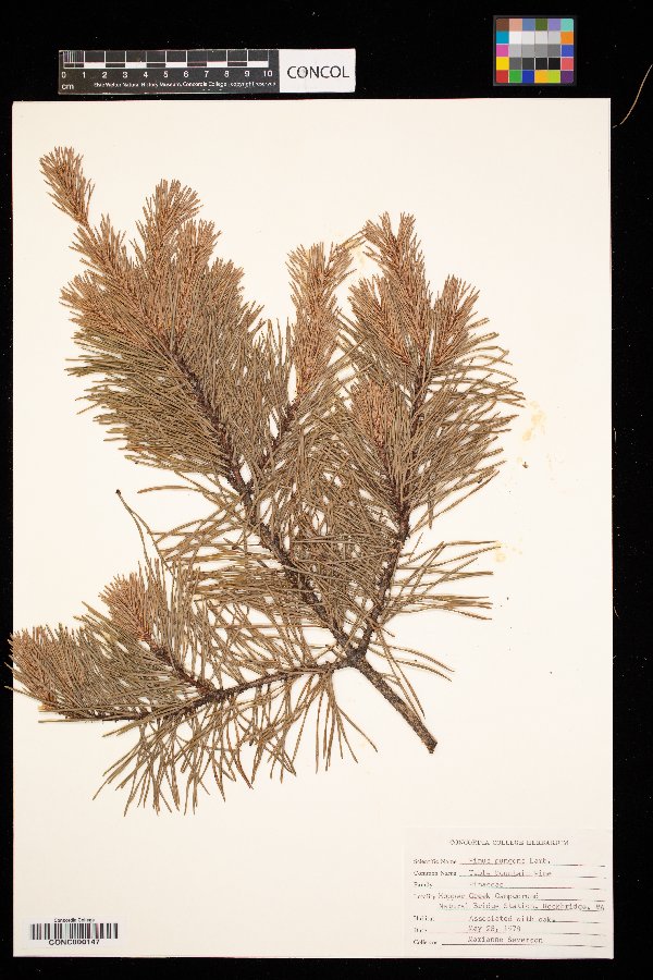 Pinus pungens image