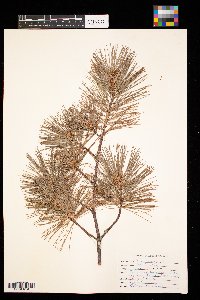 Pinus strobus image