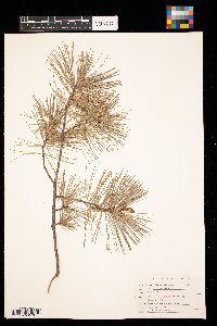 Pinus strobus image