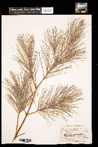 Pinus strobus image