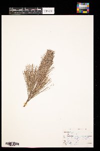 Pinus strobus image