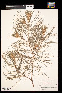 Pinus strobus image