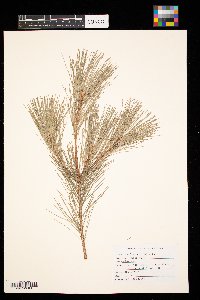 Pinus strobus image