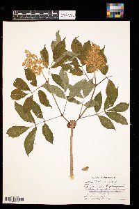 Sambucus racemosa image