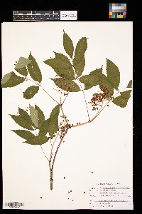 Sambucus racemosa image