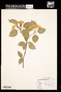 Viburnum lentago image