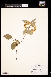 Viburnum lentago image