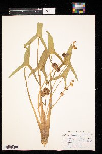 Sagittaria latifolia image