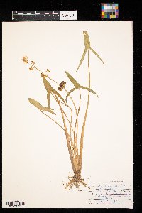 Sagittaria latifolia image